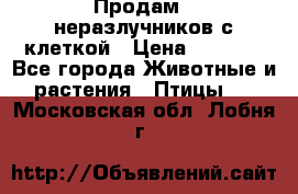 Продам 2 неразлучников с клеткой › Цена ­ 2 500 - Все города Животные и растения » Птицы   . Московская обл.,Лобня г.